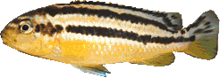 Melanochromis