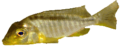 Taeniochromis