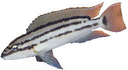 Chalinochromis_popelini