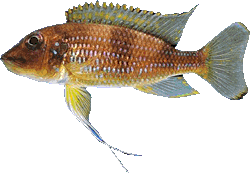 Gnathochromis_permaxilliaris