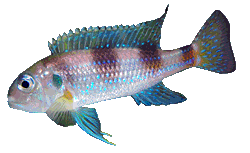 Limnochromis_auritus